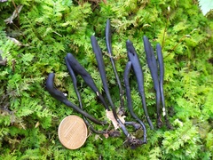 Geoglossum difforme