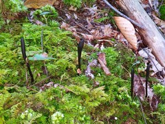 Geoglossum difforme