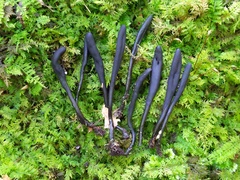 Geoglossum difforme