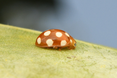 Vibidia duodecimguttata