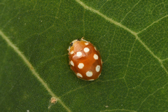 Vibidia duodecimguttata