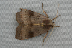Xestia dilatata