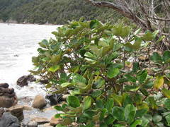 Brachyglottis rotundifolia