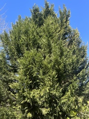 Cupressus × leylandii
