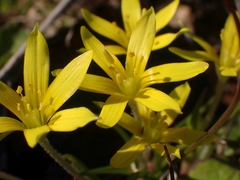 Gagea peduncularis