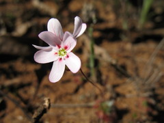 Drosera spilos