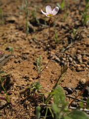 Drosera spilos