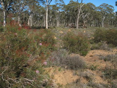 Isopogon divergens