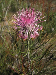 Isopogon divergens