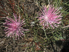Isopogon divergens