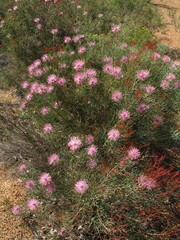 Isopogon divergens