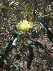 Banksia squarrosa