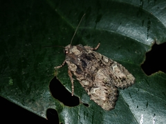 Nyctycia stenoptera