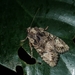 Nyctycia stenoptera - Photo (c) 海野ふる子,  זכויות יוצרים חלקיות (CC BY-NC), הועלה על ידי 海野ふる子
