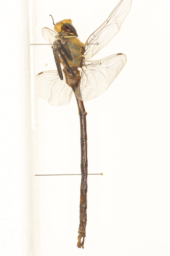 Giant Darner photo 3