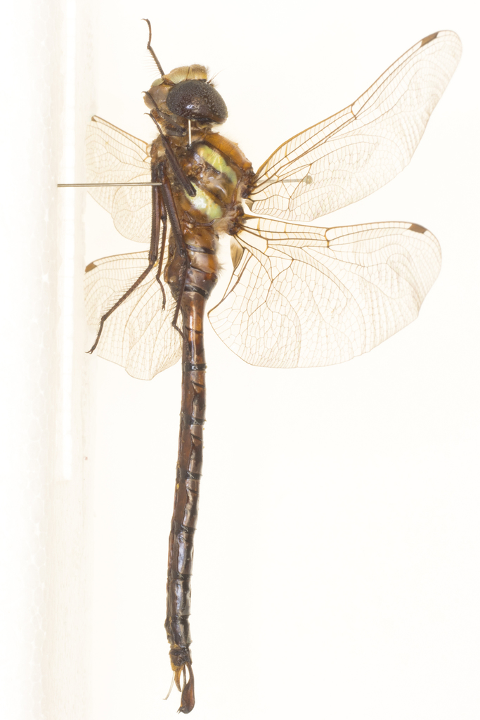 Persephone's Darner
