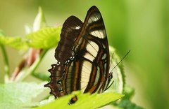 Metamorpha elissa