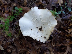 Melanoleuca alboflavida