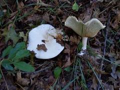 Melanoleuca alboflavida