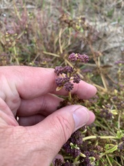 Dasispermum suffruticosum
