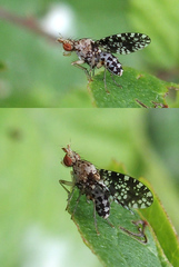Trypetoptera punctulata