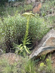Crassula acinaciformis