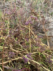 Dasispermum suffruticosum
