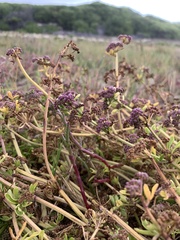 Dasispermum suffruticosum