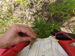 Artemisia longifolia