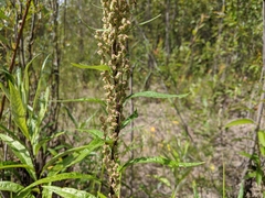 Artemisia longifolia