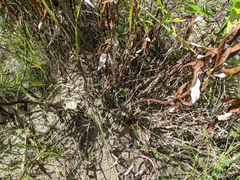 Artemisia longifolia