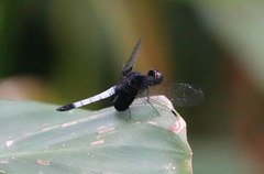 Erythrodiplax unimaculata
