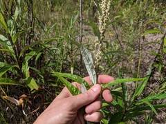 Artemisia longifolia