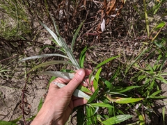 Artemisia longifolia