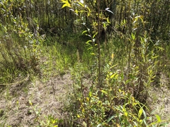 Artemisia longifolia