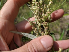 Artemisia longifolia
