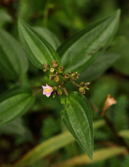 Dissotis hensii