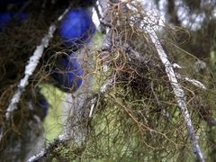 Bryocaulon pseudosatoanum