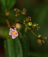 Dissotis hensii