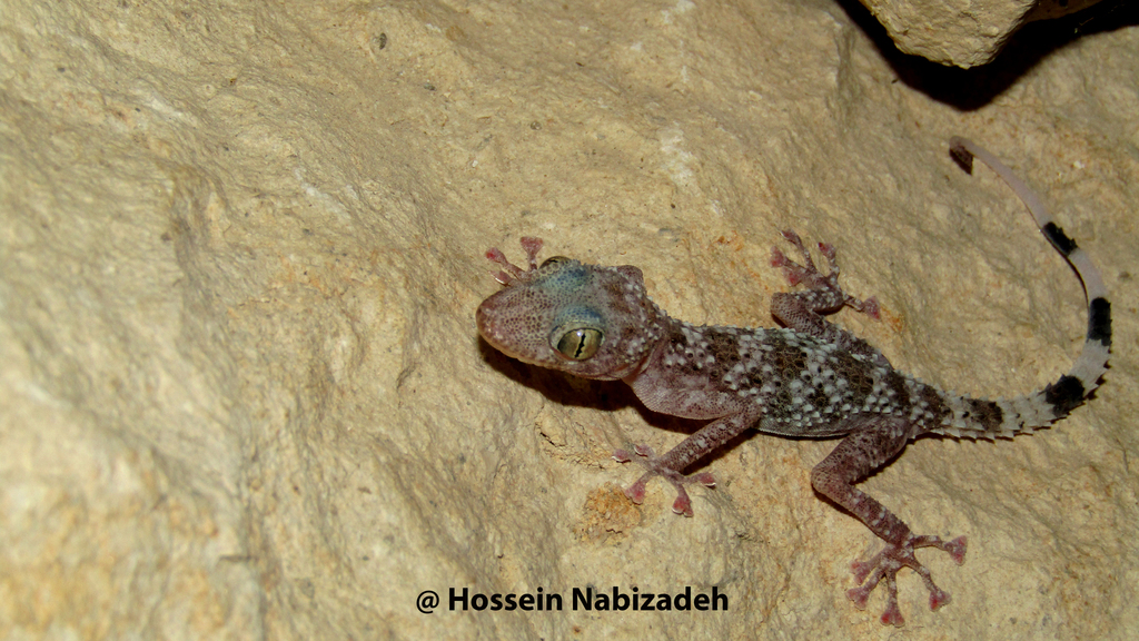 Assaloye Leaf-toed Gecko
