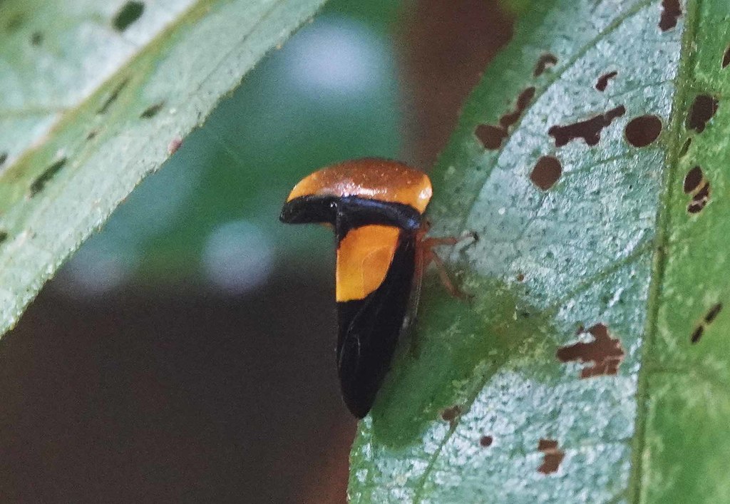 Hanstruempelia