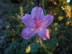 Rhododendron macrosepalum