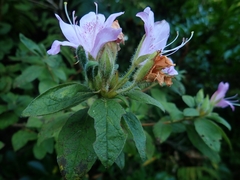 Rhododendron macrosepalum