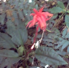 Coccineorchis