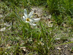 Narcissus × tenuior