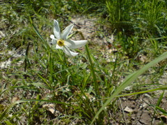 Narcissus × tenuior