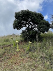 Crassula acinaciformis