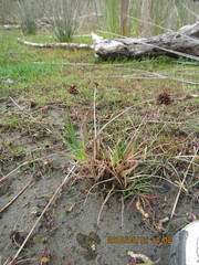 Juncus caespiticius