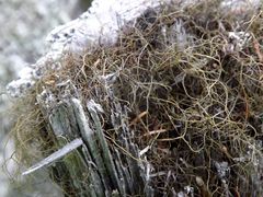 Bryocaulon pseudosatoanum