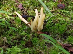 Clavaria amoenoides